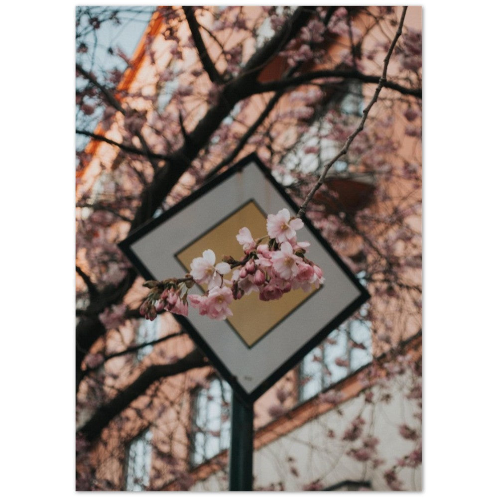 Urban Sakura - byKACH